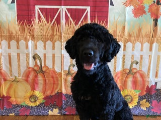 Portuguese Water Dog dogs - Ad 1