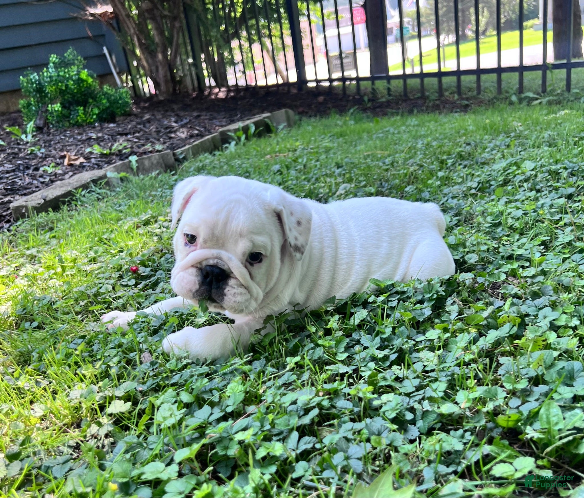 English Bulldog dogs Elsa - Ad 2