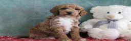 Mini Goldendoodle dogs for sale: Skye - Ad 4