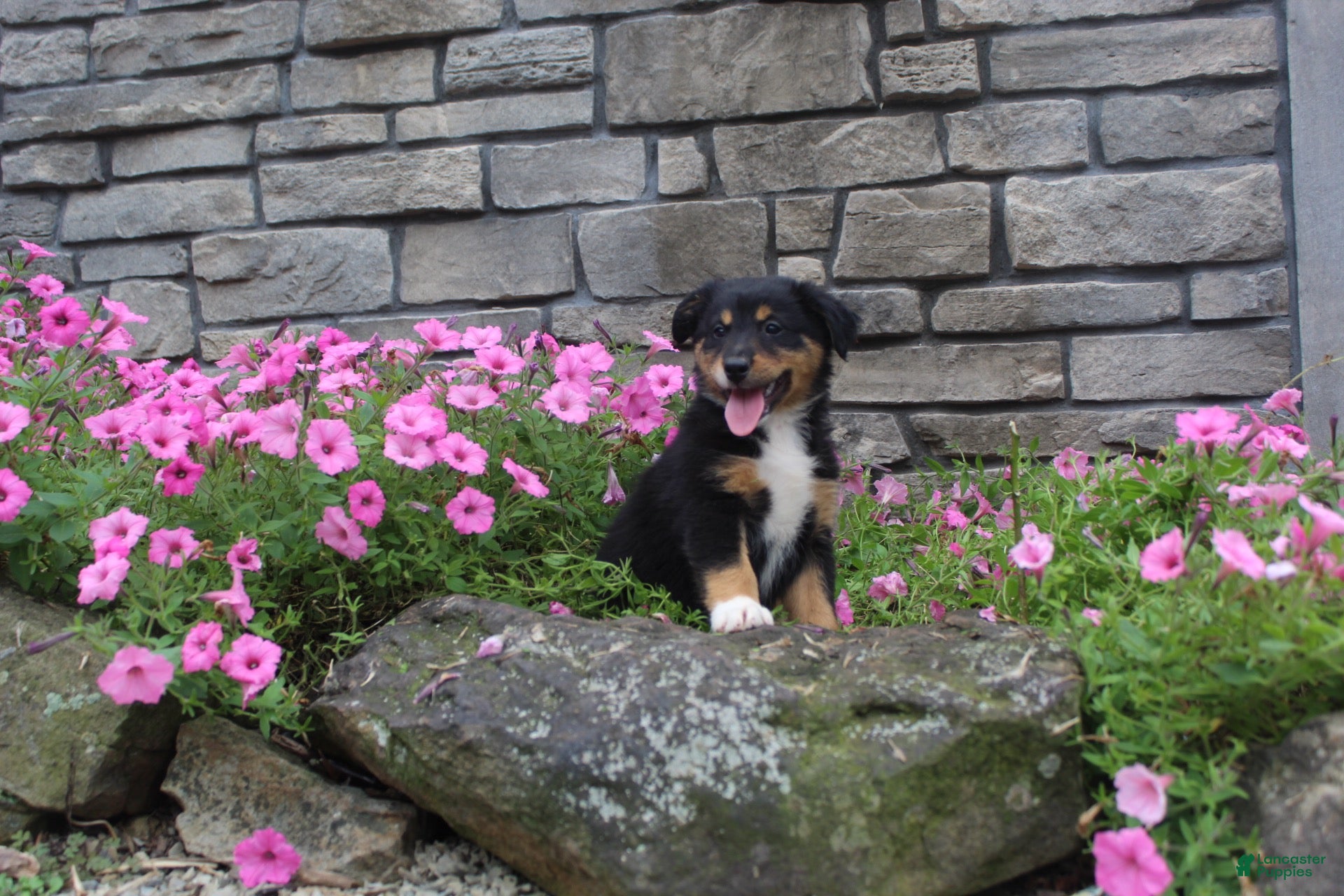 Australian Shepherd dogs Poppy  - Ad 1