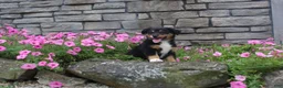 Australian Shepherd dogs for sale: Poppy  - Ad 1