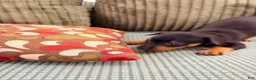 Miniature Pinscher dogs for sale: Loki - Ad 7