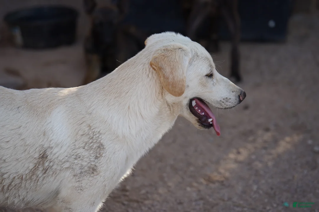 Mixed Breed dogs for sale: Toes M Lorek - Ad 1