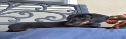 Miniature Dachshund dogs for sale: Checkers - Ad 6