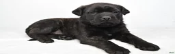 English Mastiff dogs for sale: Bella - Ad 8
