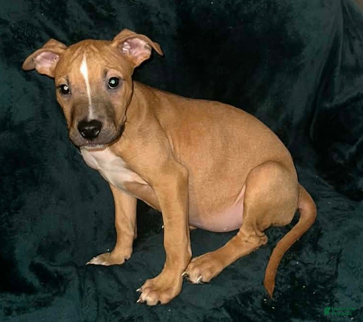 American Staffordshire Terrier dogs American Staffordshire Terrier 4 - Ad 11