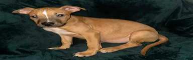 American Staffordshire Terrier 4