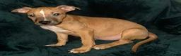 American Staffordshire Terrier dogs for sale: American Staffordshire Terrier 4 - Ad 1