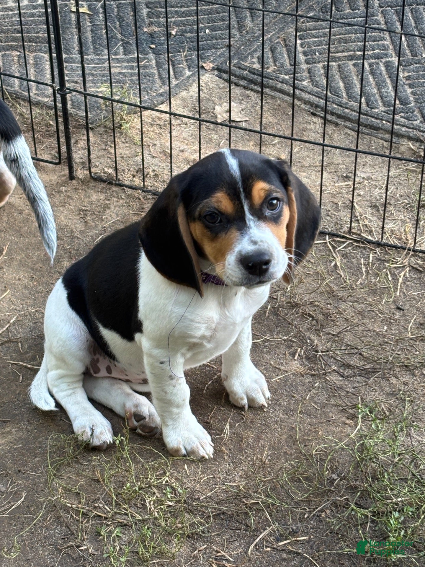 Beagle dogs Beagle 3 - Ad 2