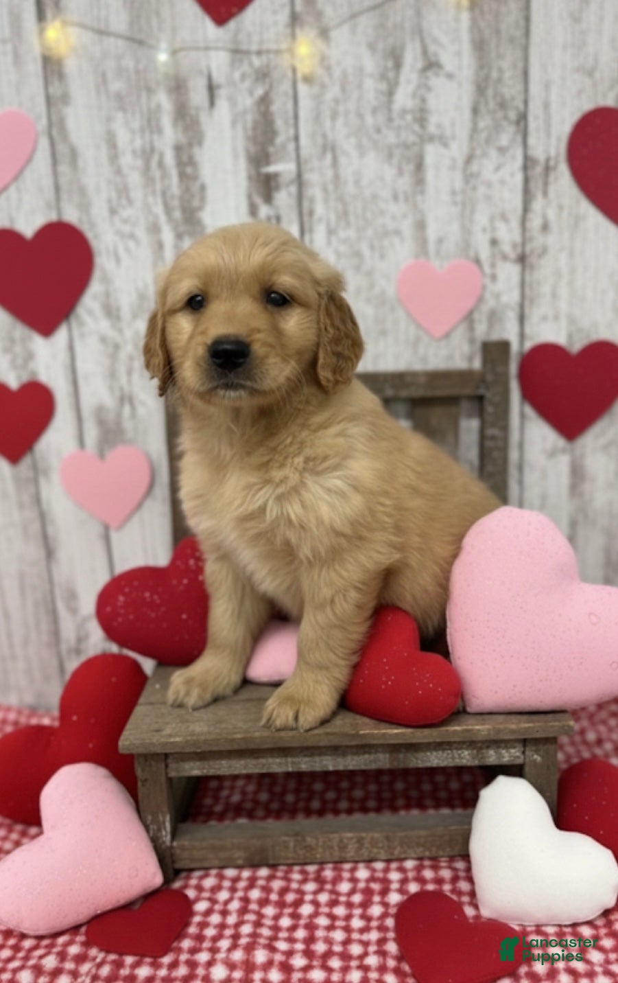 Golden Retriever dogs Golden Retriever Puppy 4 - Ad 33