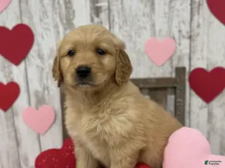 Golden Retriever dogs Golden Retriever Puppy 4 - Ad 33