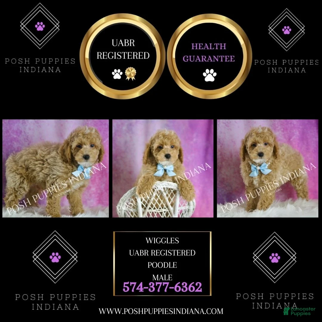 Toy Poodle dogs for sale: Wiggles - Ad 6
