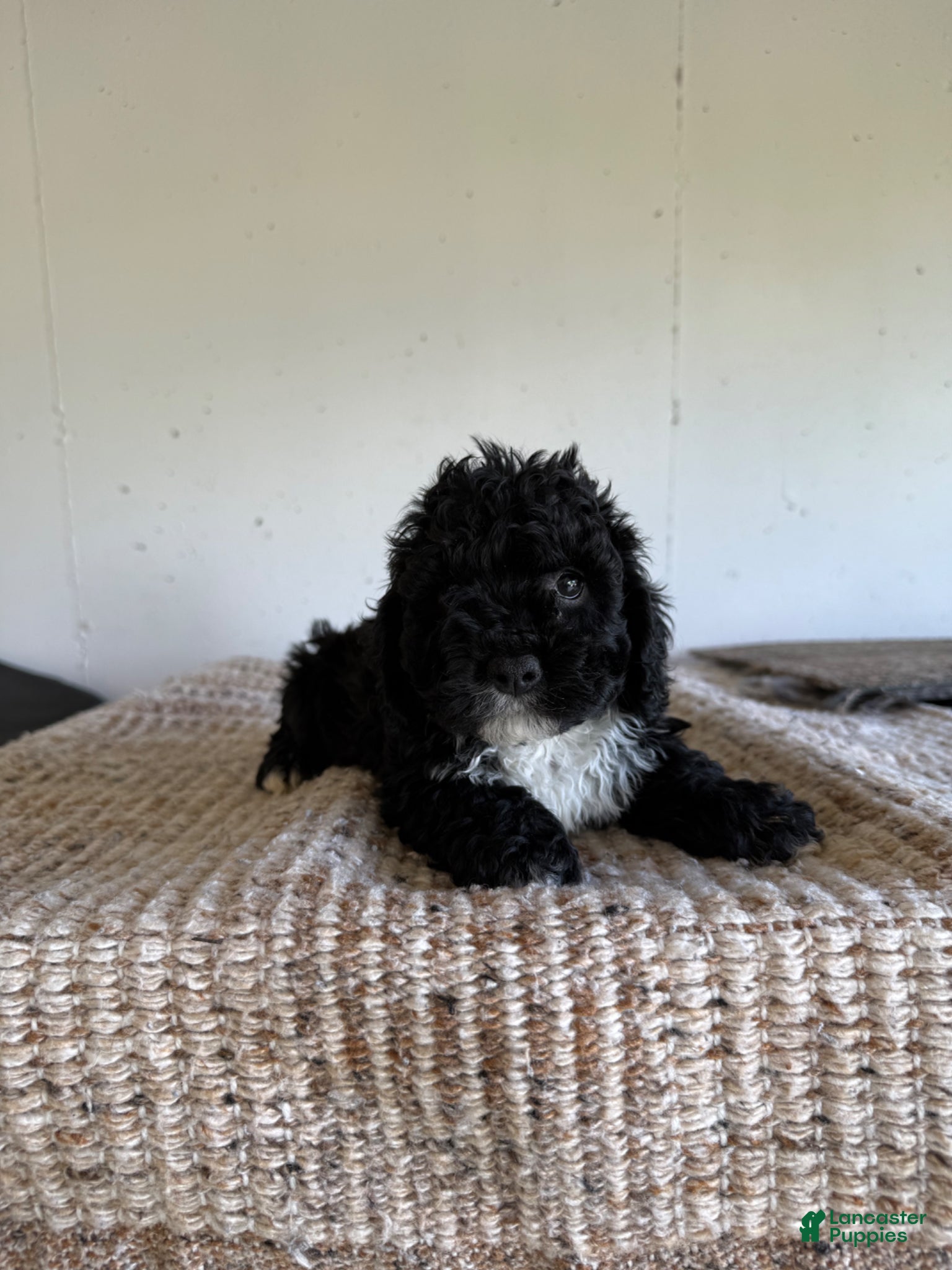 Cockapoo dogs Thomas  - Ad 1