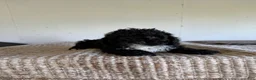 Cockapoo dogs for sale: Thomas  - Ad 1