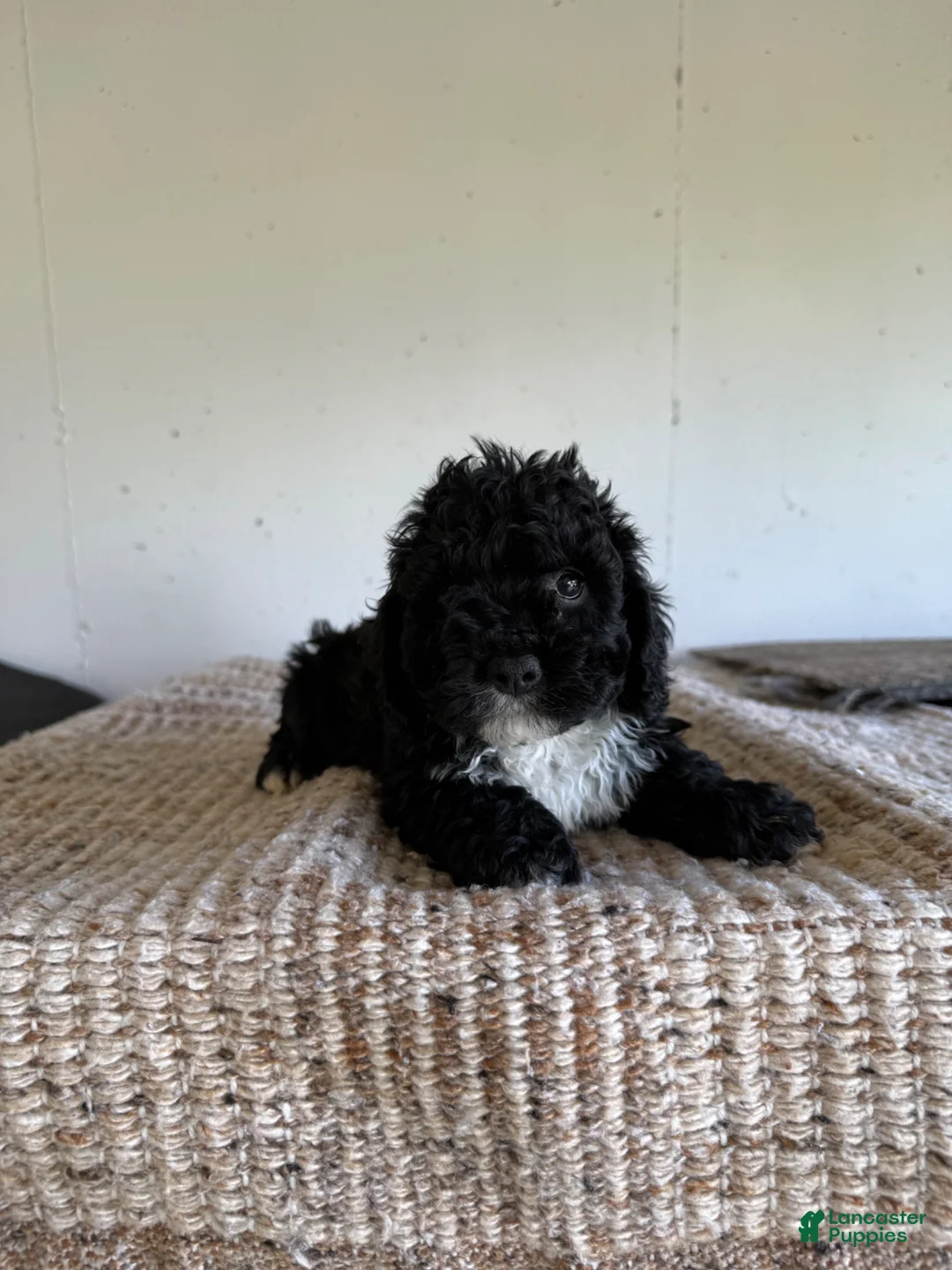 Cockapoo dogs for sale: Thomas  - Ad 1