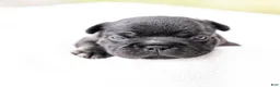 French Bulldog dogs for sale: Spidey - Ad 9