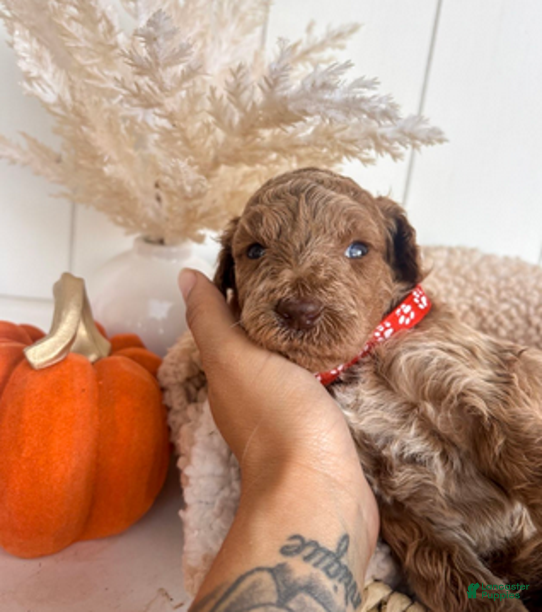 Mini Goldendoodle dogs for sale: Hazel - Ad 4