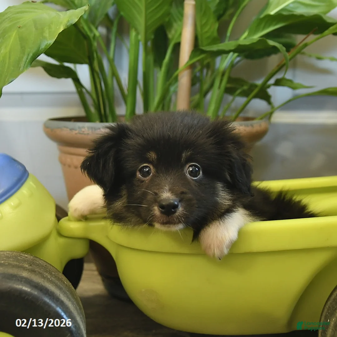 Miniature Australian Shepherd dogs for sale: Charlotte - Ad 4