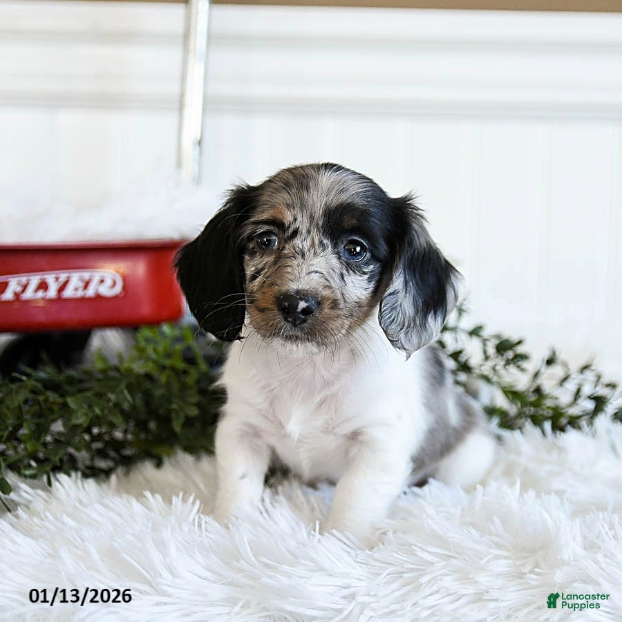 Miniature Dachshund dogs Maple   - Ad 18