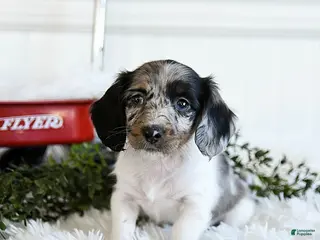 Miniature Dachshund dogs Maple - Ad 24