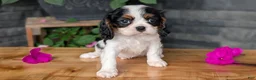 Cavalier King Charles Spaniel dogs for sale: Remi - Ad 8