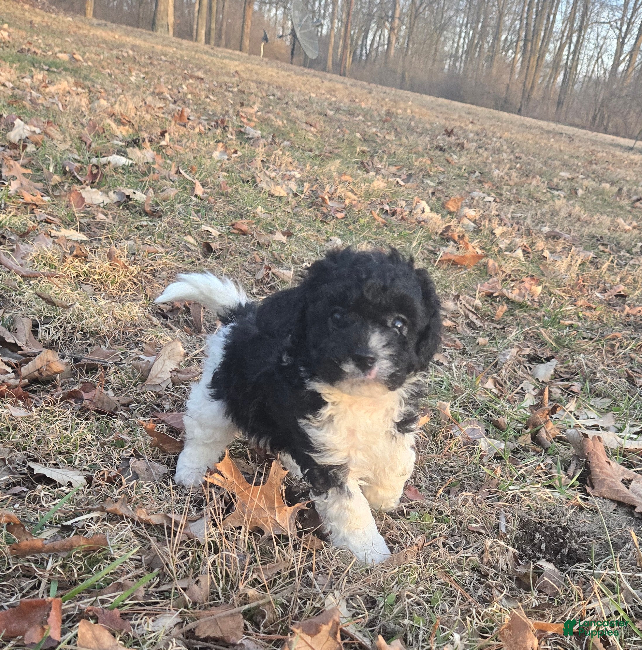 Cavapoo dogs Bear - Ad 1