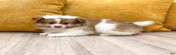 Pomeranian dogs for sale: Pumpkin - Ad 3