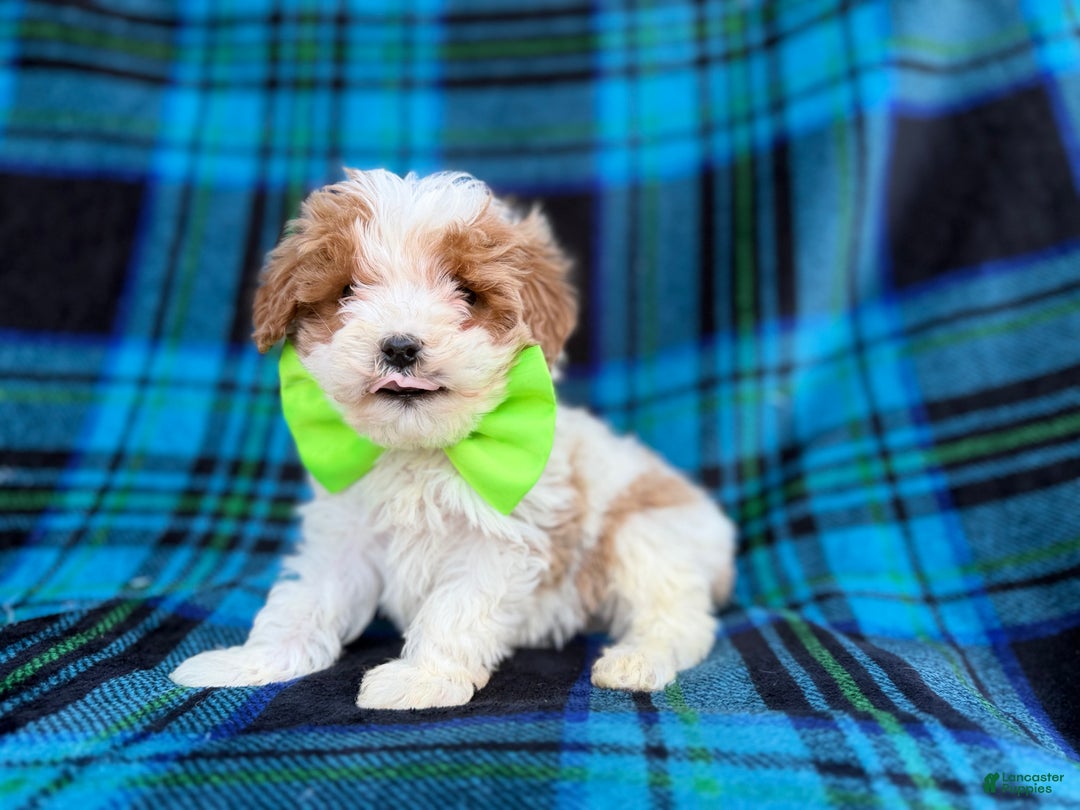 Cavapoo dogs for sale: Bentley  - Ad 9