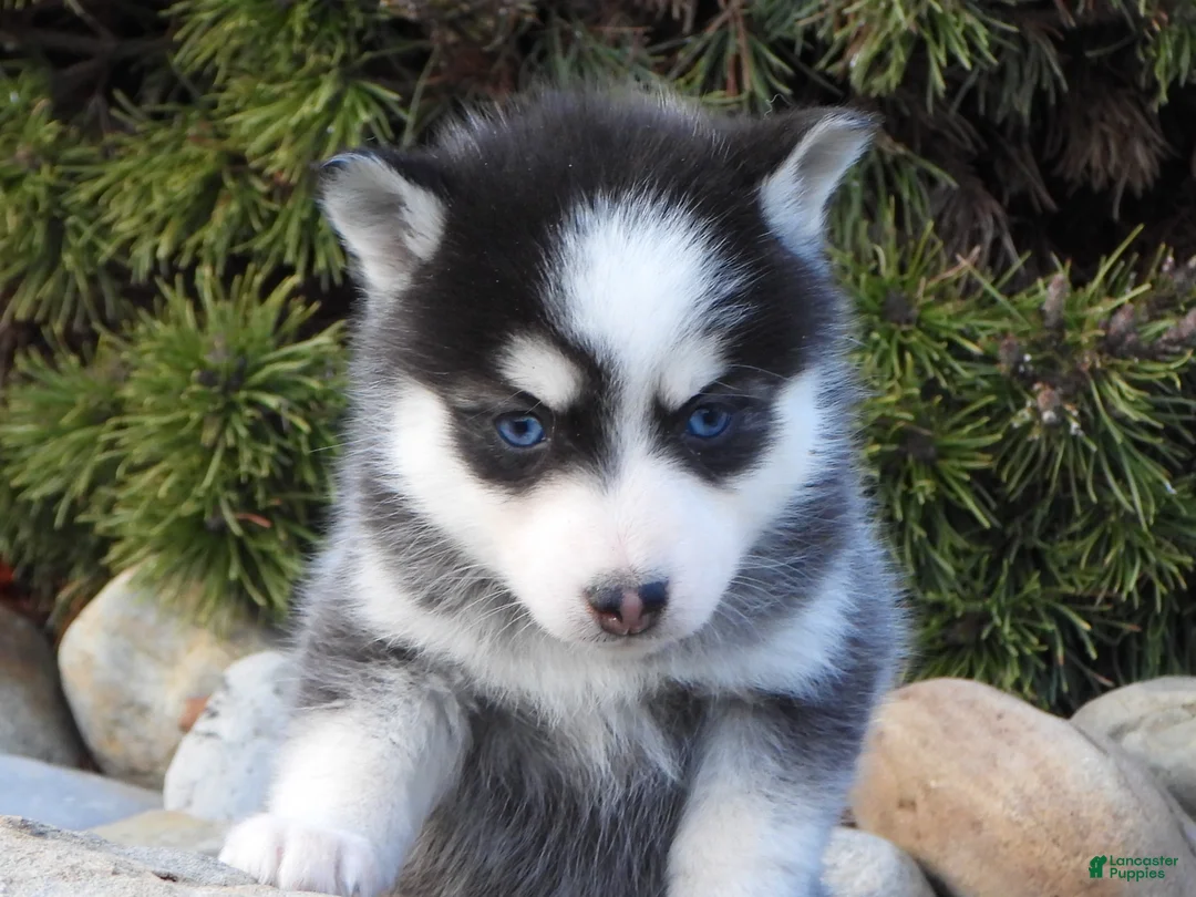 Pomsky dogs for sale: Ashley - Ad 1