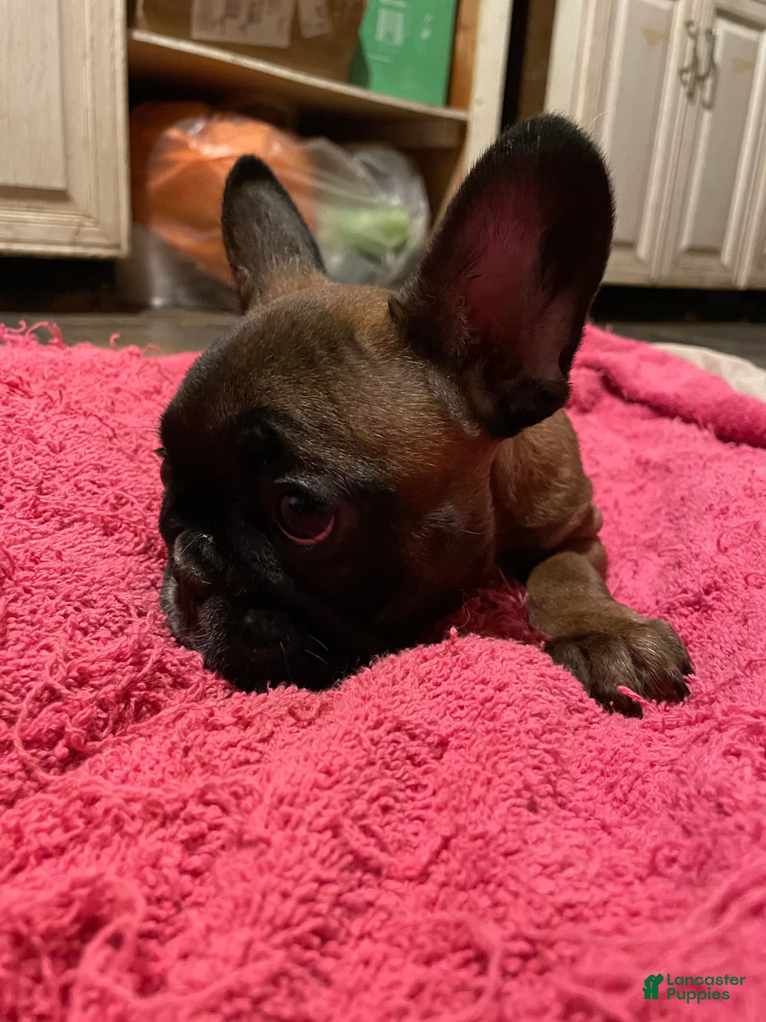 French Bulldog dogs for sale: Jovia  - Ad 4