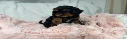 Cavapoo dogs for sale: Tootsie 🎀 - Ad 18