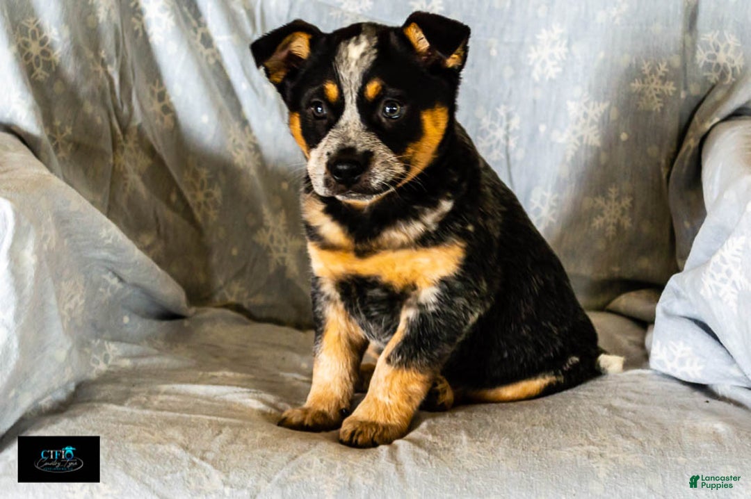 Australian Cattle Dog dogs for sale: Cassidy - Ad 2