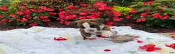 Boxer dogs for sale: Koby - Ad 8