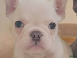 French Bulldog dogs for sale: Pete - Ad 1