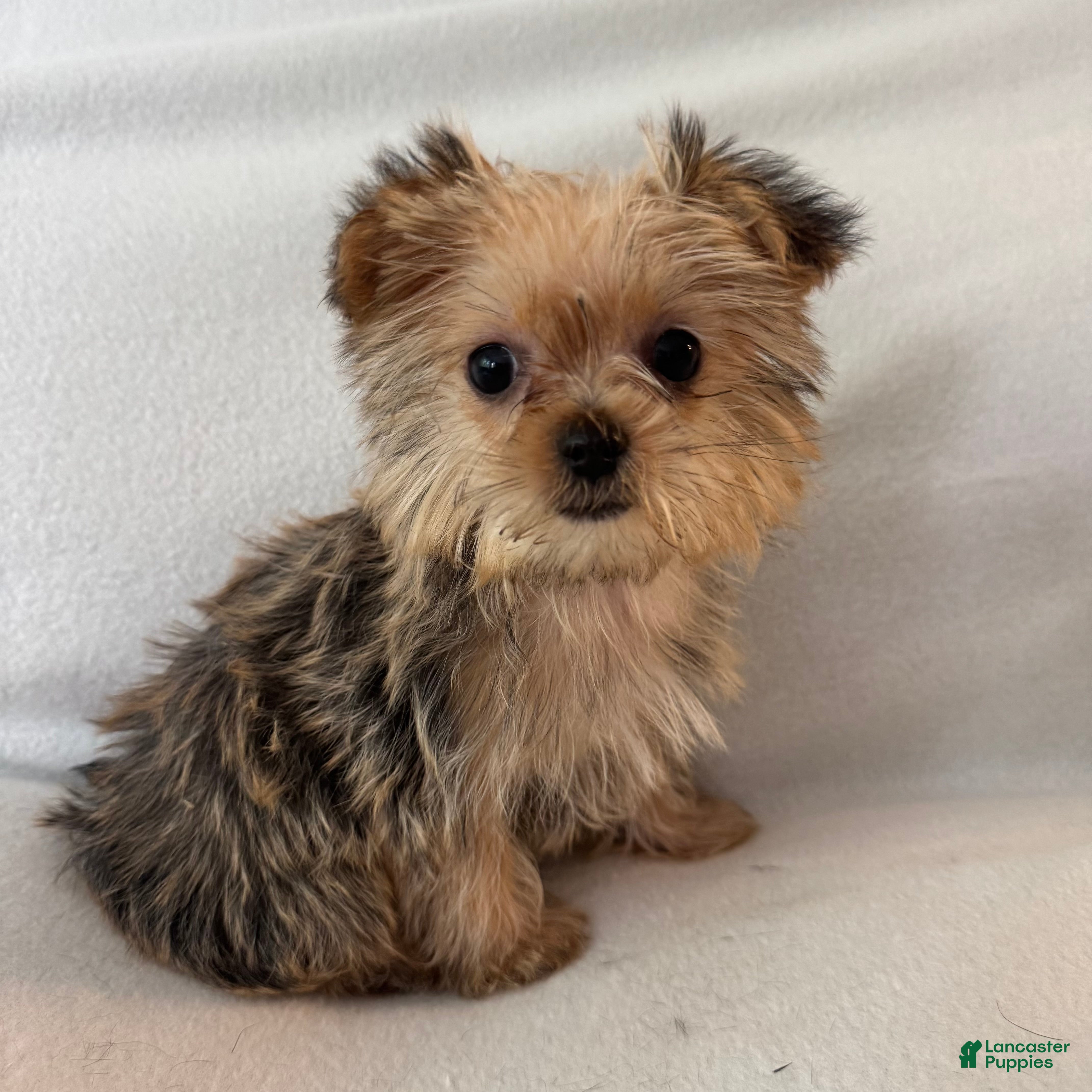 Shorkie dogs Luka - Ad 24