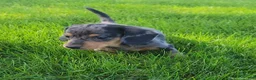 Miniature Dachshund dogs for sale: Trigger  - Ad 13