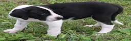 Great Dane dogs for sale: Great Dane 3 - Ad 14