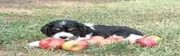 Cocker Spaniel dogs for sale: Cameron - Ad 2