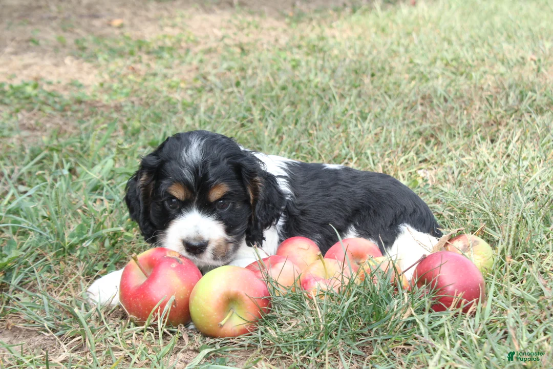 Cocker Spaniel dogs for sale: Cameron - Ad 2