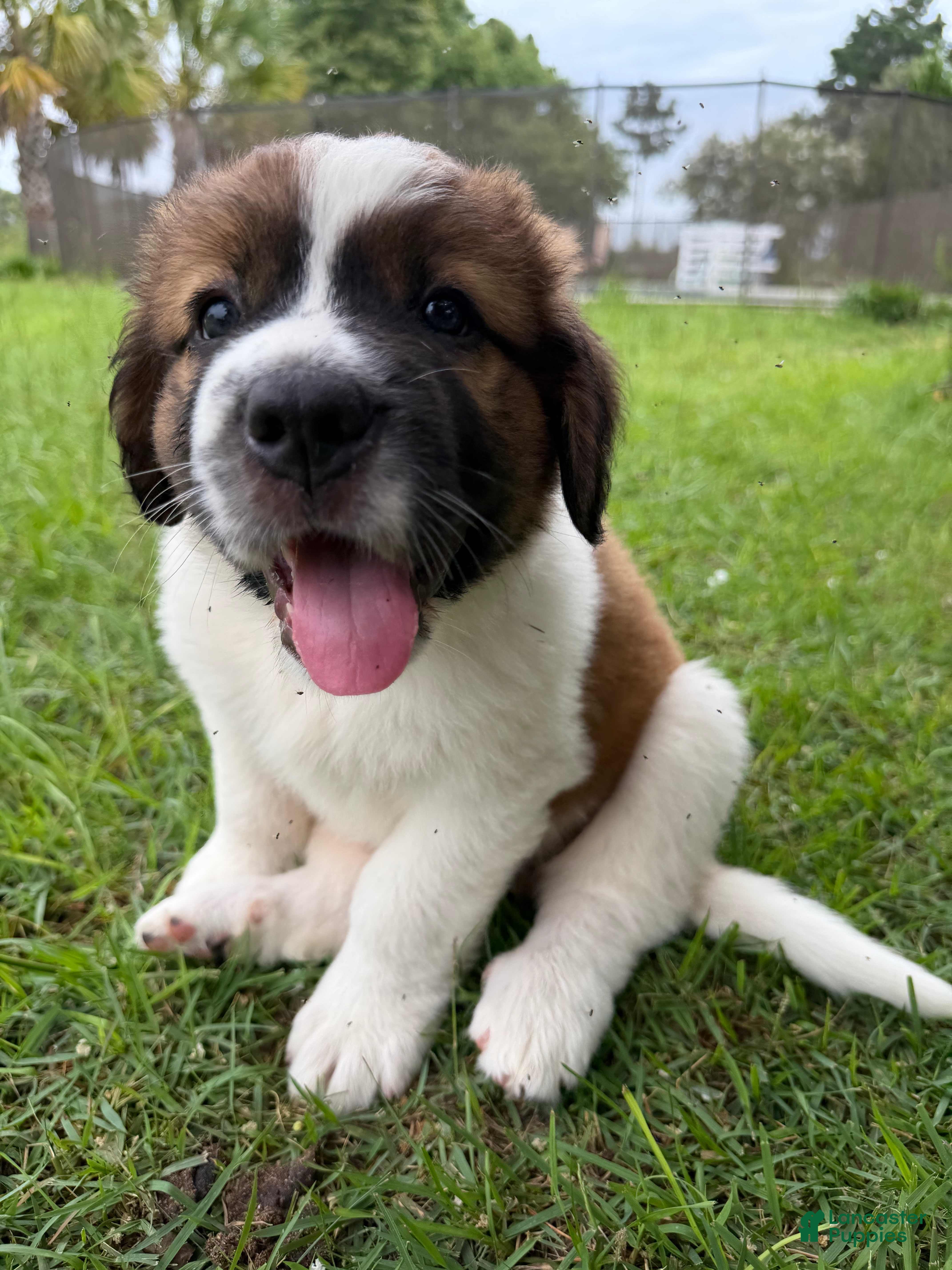 Mixed Breed dogs Saint Bernard Pyrenees mix Puppy 4 - Ad 36