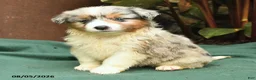 Miniature Australian Shepherd dogs for sale: Scharlot - Ad 5