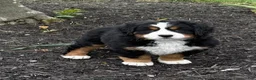 Bernese Mountain Dog dogs for sale: Beatrice - Ad 4