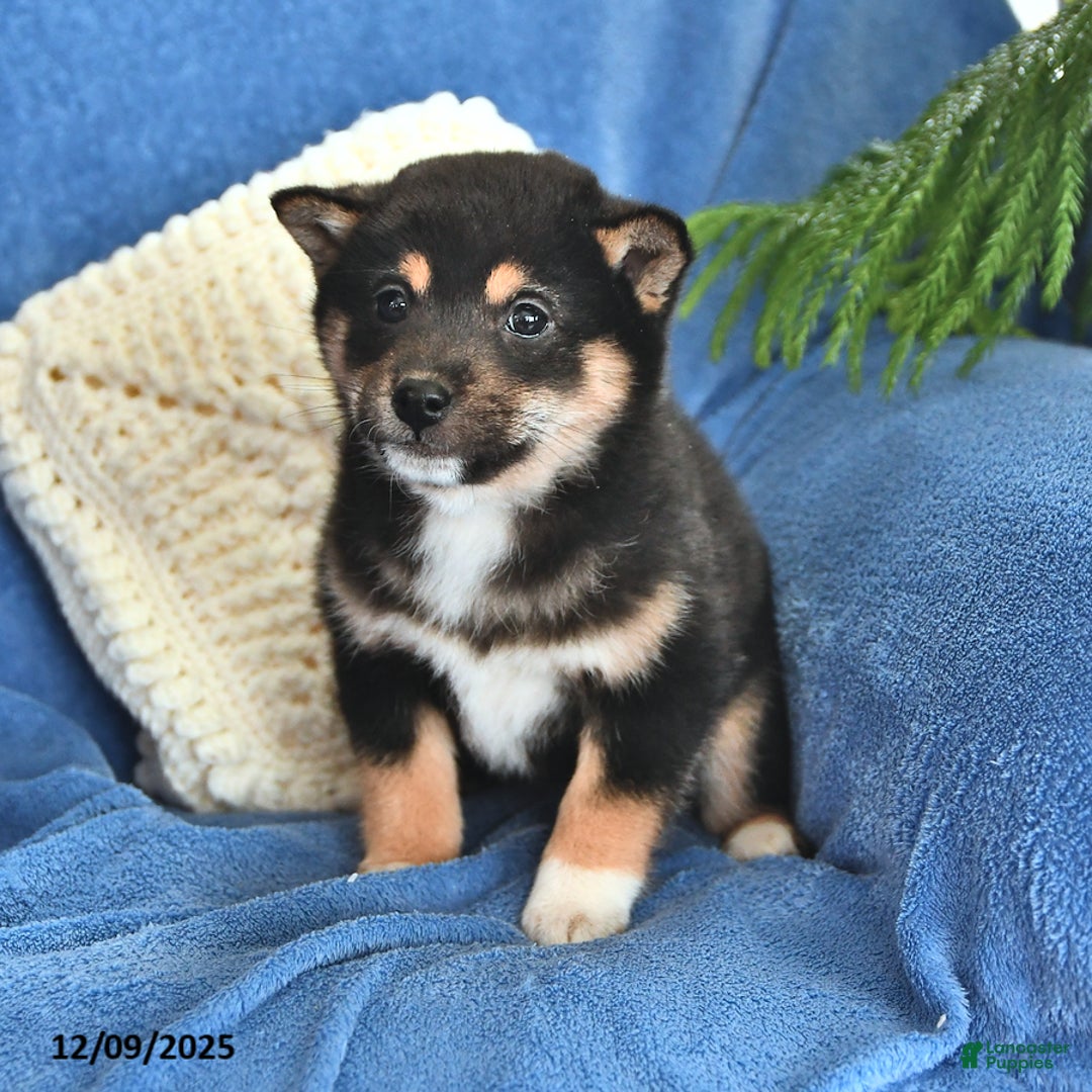 Shiba Inu dogs for sale: Polly - Ad 2