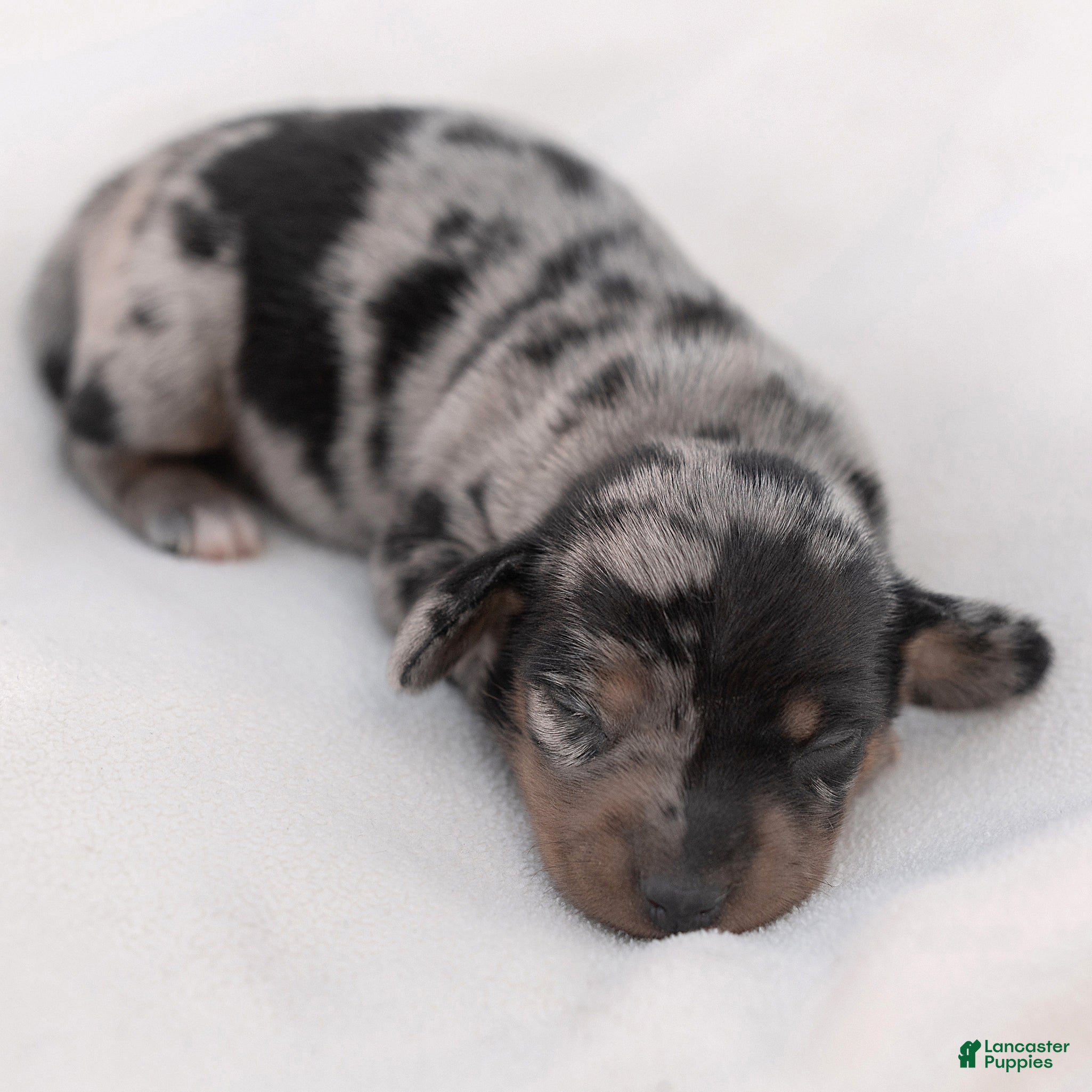 Miniature Dachshund dogs Snoopy Miniature Dachshund  - Ad 2