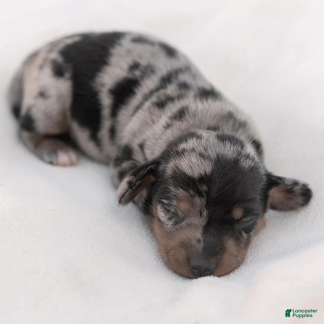 Miniature Dachshund dogs for sale: Snoopy Miniature Dachshund  - Ad 2