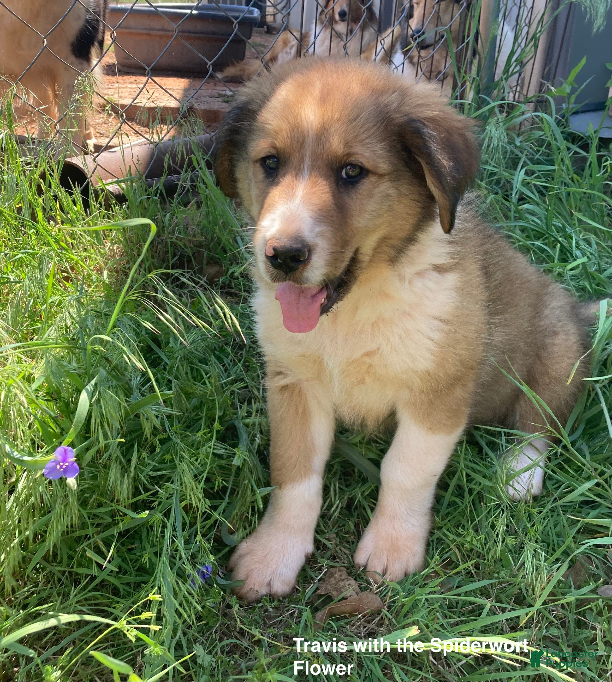 Collie dogs Travis - Ad 2