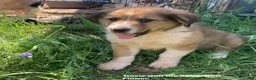 Collie dogs for sale: Travis - Ad 1