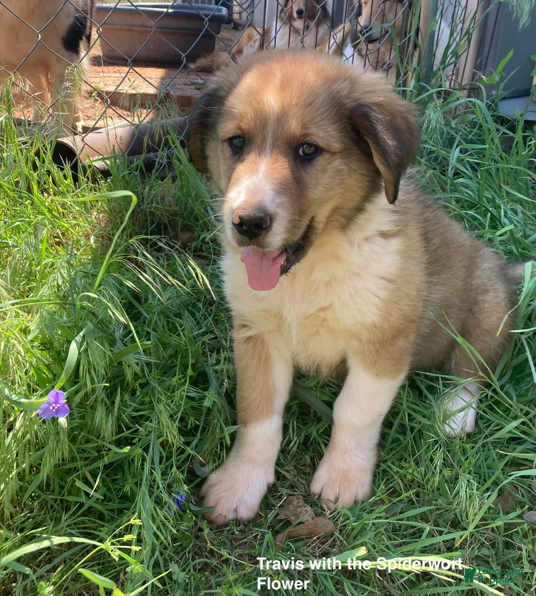 Collie dogs for sale: Travis - Ad 1