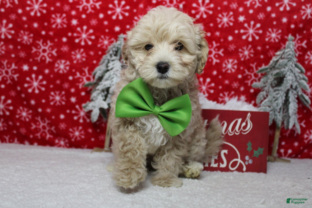 Havapoo dogs for sale: Waltz - Ad 2