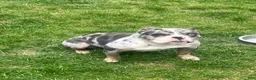 American Bully dogs for sale: American Bully 5 - Ad 2